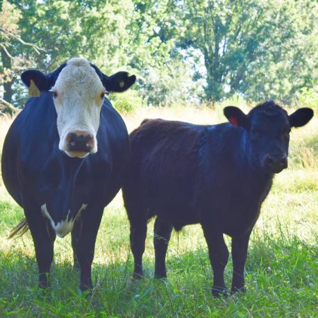 Black Bladie Pair