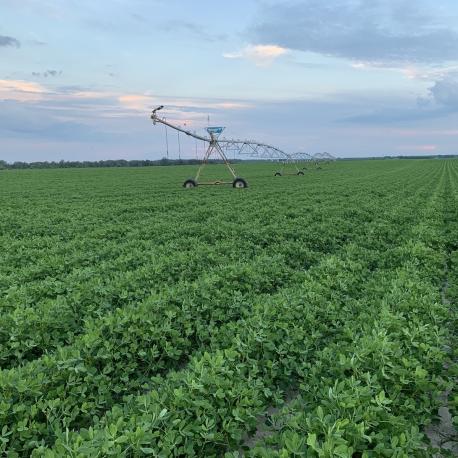 Field with crops