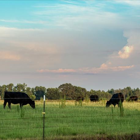 Cows in Field